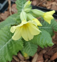Primula elatior pallasii